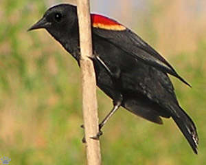 bird