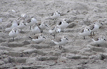 birds
