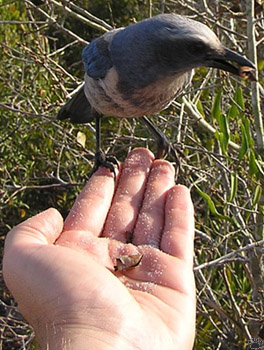 bird