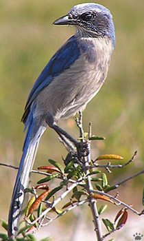 bird