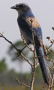 bird