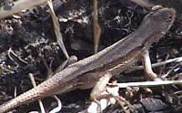 lizard