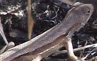 lizard