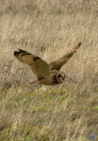 bird