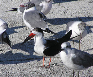 birds