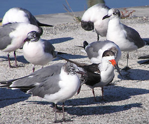 birds