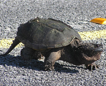 turtle