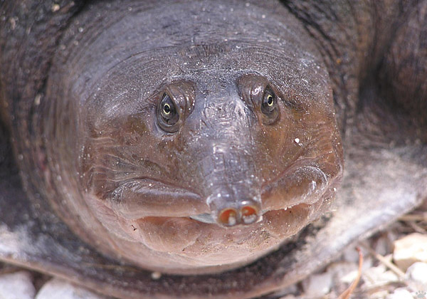 turtle