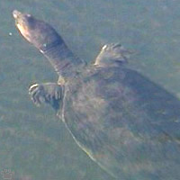 turtle