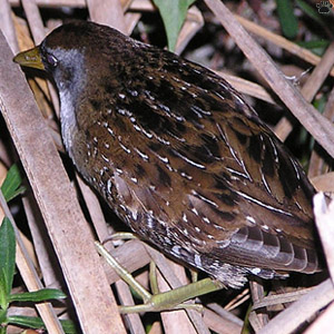 bird
