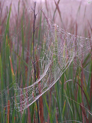 web