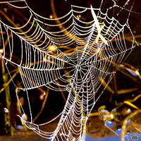 web