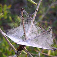 web