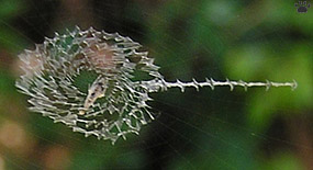 web