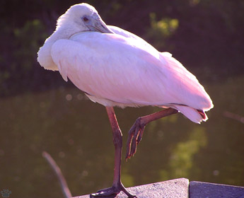 bird