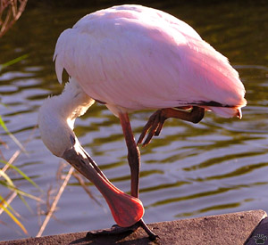 bird