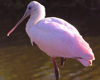 bird