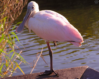 bird