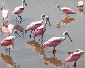 bird