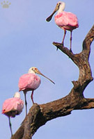 bird