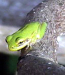 frog