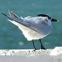 bird