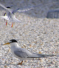 bird