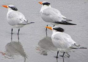 birds