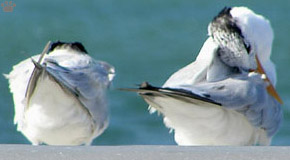 bird