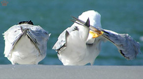 bird