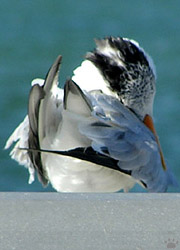 bird