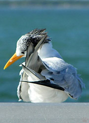 bird