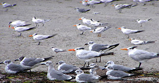 birds