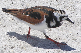 bird