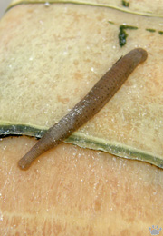 leech