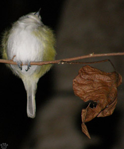 bird