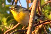 bird