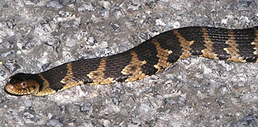 snake