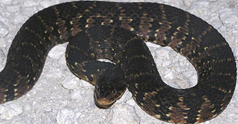 snake