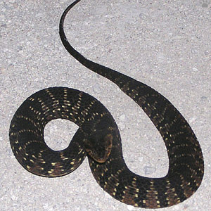 snake