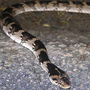 snake