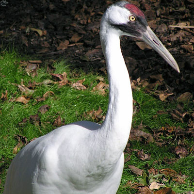 bird