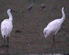 birds