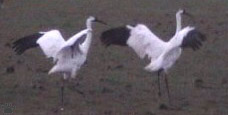 birds