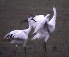 birds