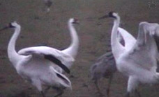 birds