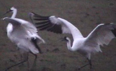 birds