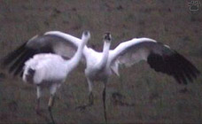 birds