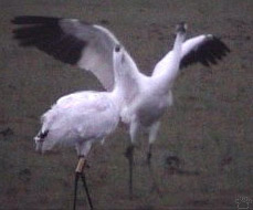 birds