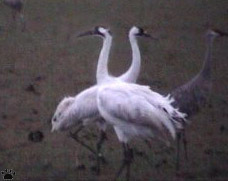 birds